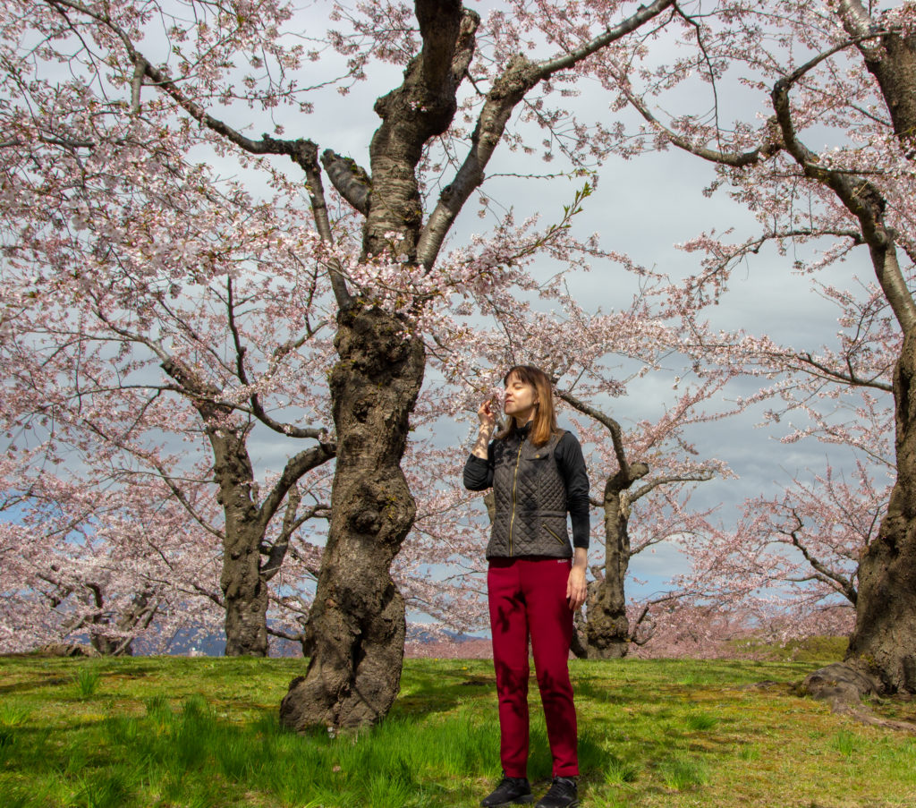 Hakodate Cherry Blossoms Japan