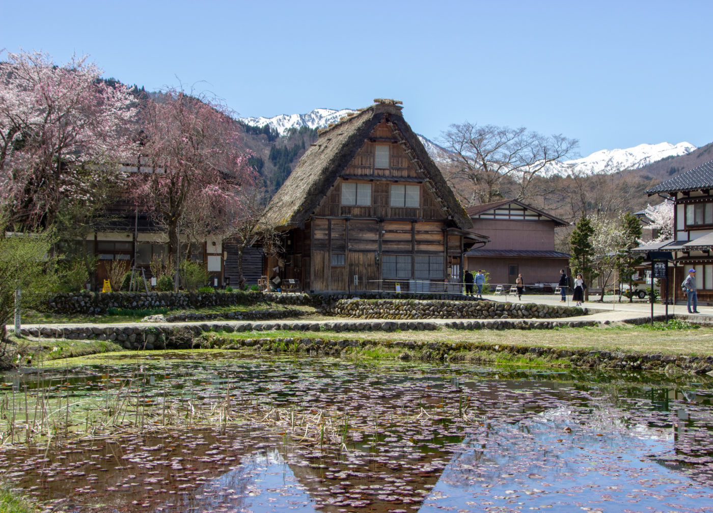 Picturesque Shirakawa Village Highlights During Sakura Season
