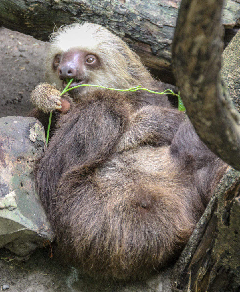 Sloth Costa Rica