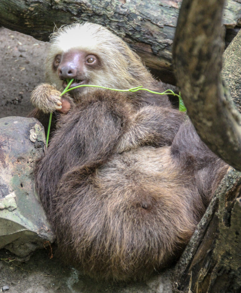 Costa Rica’s Amazing Jaguar Rescue Center Tours with Sloths, Monkeys, Birds & Other Wildlife