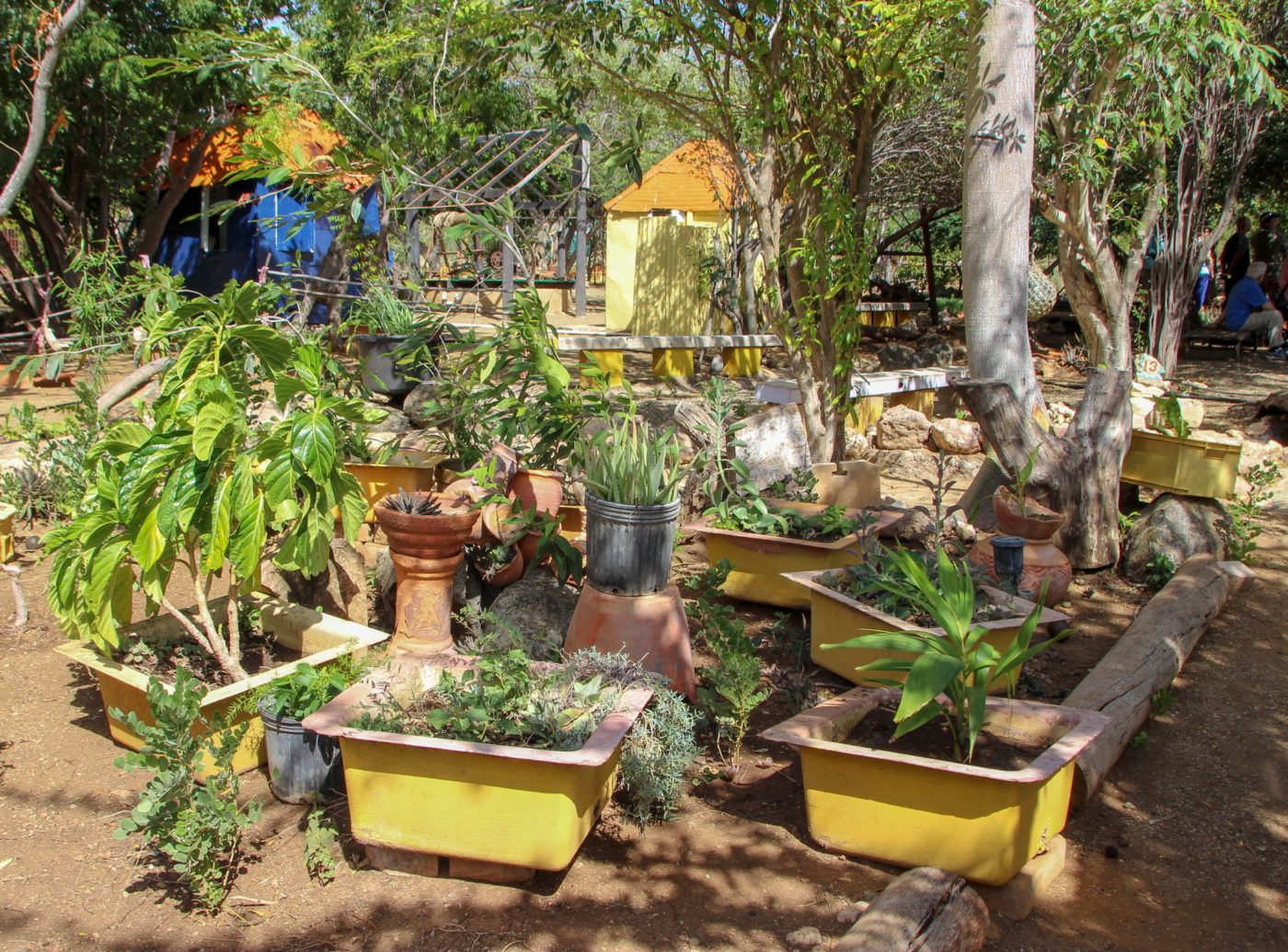 Curacao’s Den Paradera:  Native Herbal Medicine Garden Ecotourism