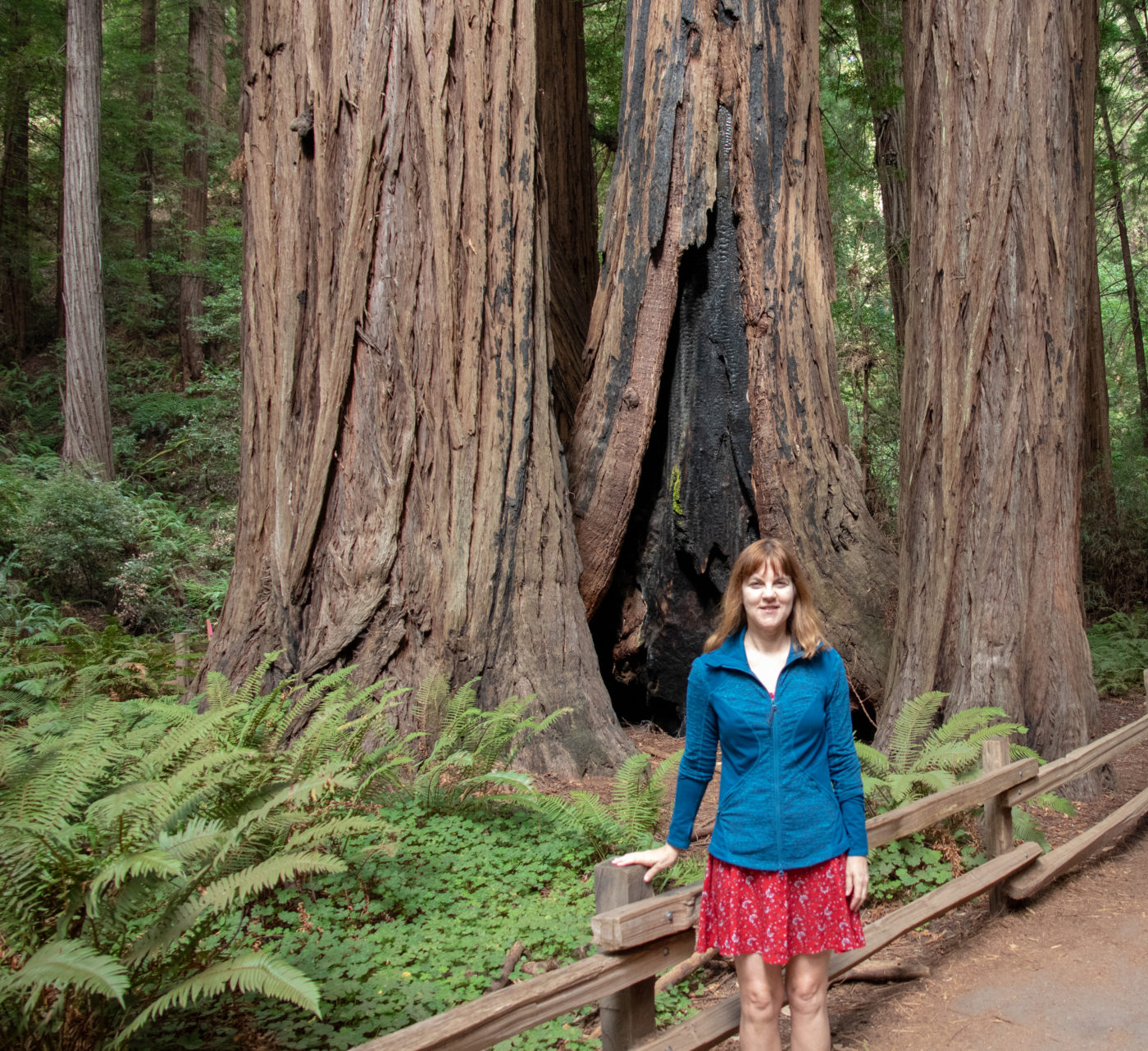 Forest Bathing in San Francisco’s Muir Woods, Exploring the Unique Redwoods