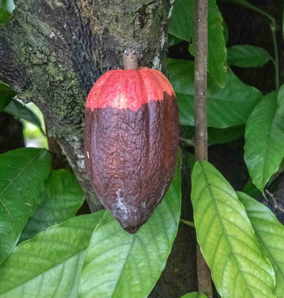 Cacao Plant Guatemala