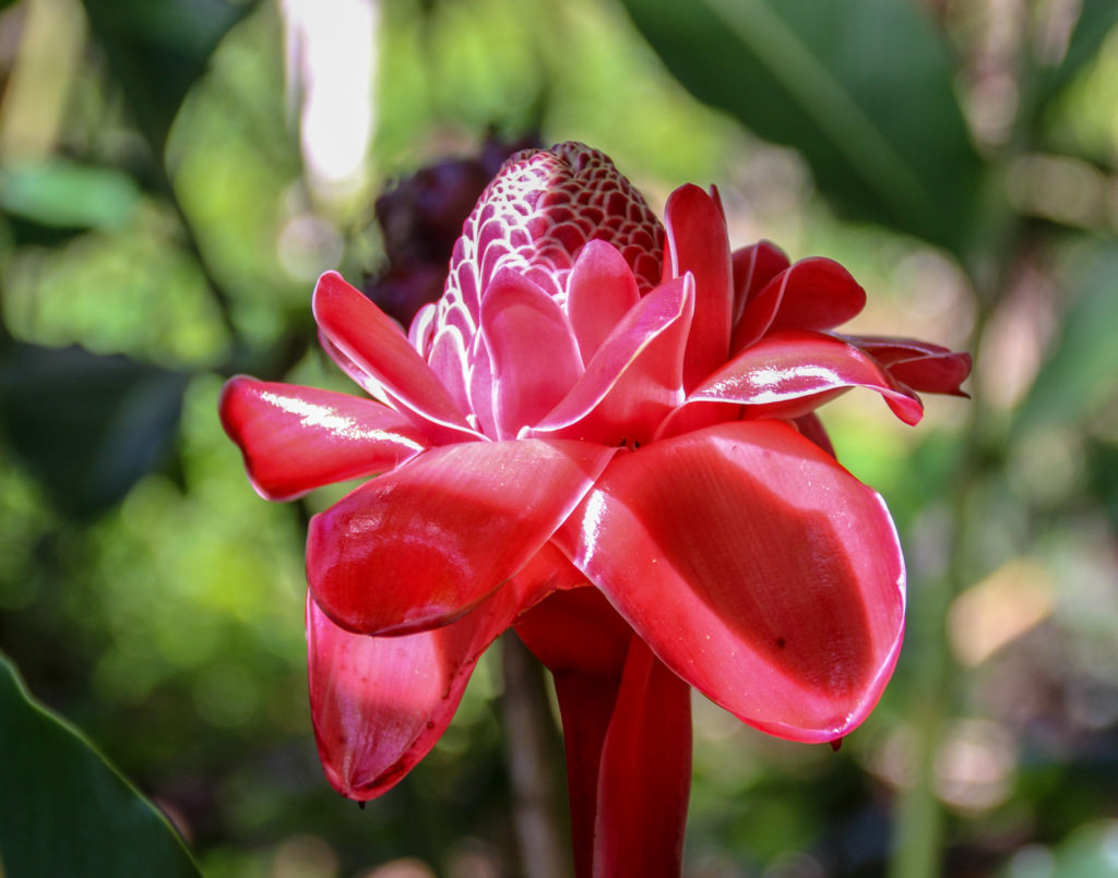 Caribbean Grenada Spice Tour