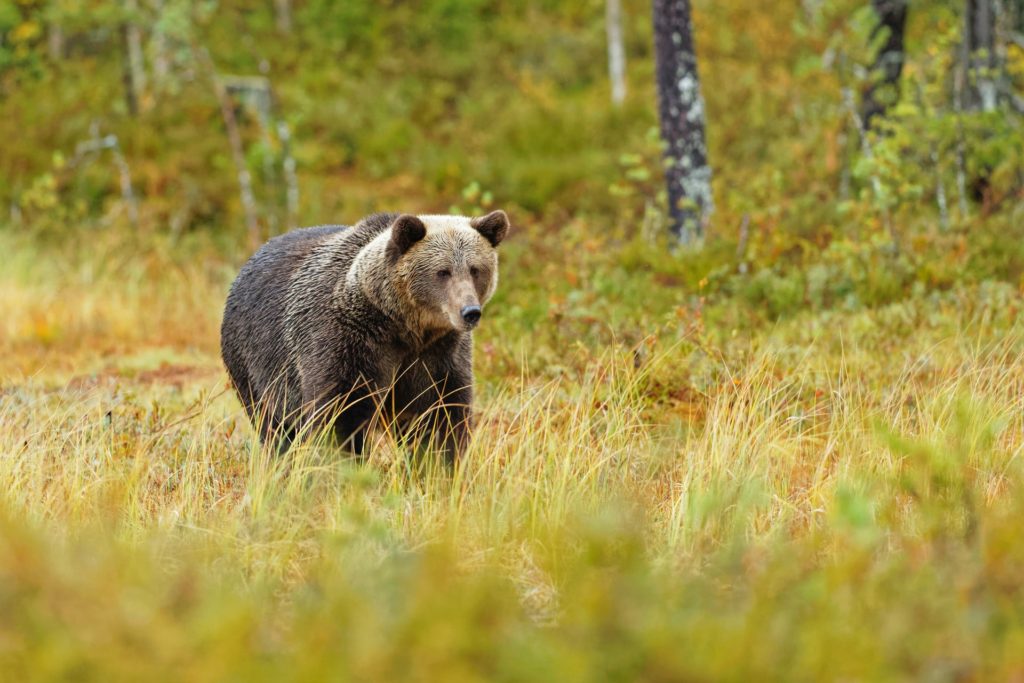 Brown Bear