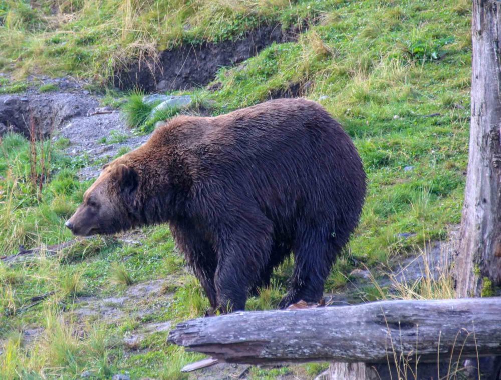 20 Wildlife Photos that Will Inspire You to Visit Amazing Alaska