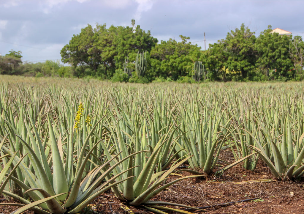 Curacao aloe vera plantation