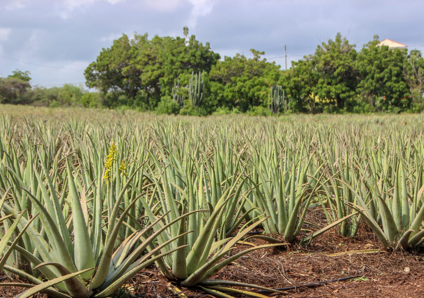 Curacao’s Curaloe Ecotourism and Health Benefits of Aloe Vera