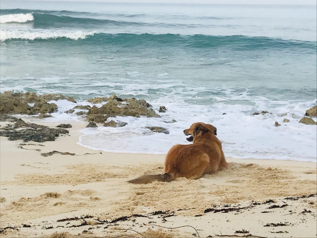 dog on beach