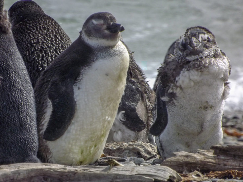 Punta Arenas Chile penguins