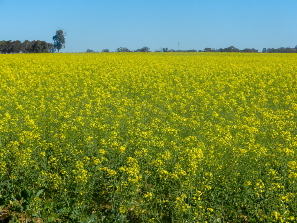 Canola fields Western Australia