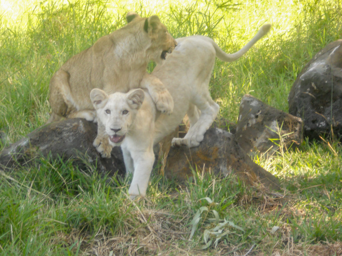 DSCN1651 Mauritius Walking with Lions