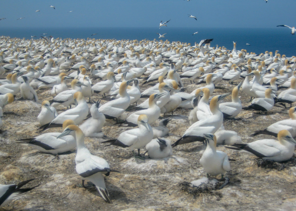 Cape Kidnappers New Zealand Gannets