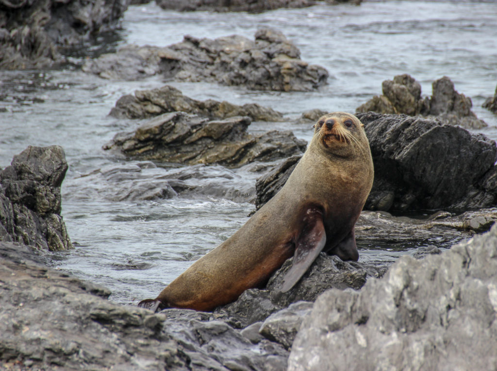 Wellington Seal Coast Safari