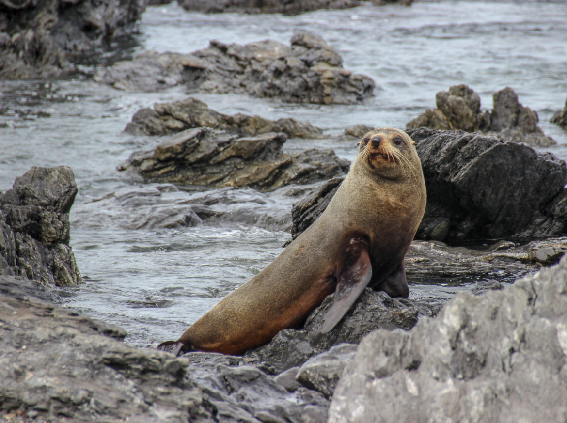 IMG_8033 Wellington Seal Coast Safari