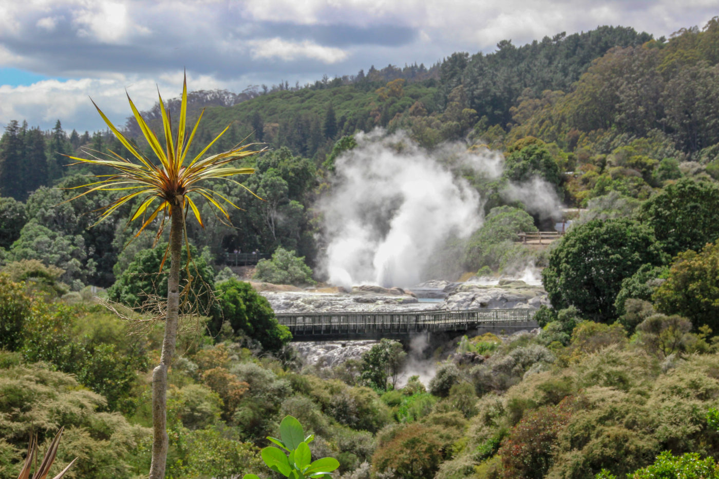Rotorua’s Unique Hell’s Gate Geothermal Park & Mud Spa Tour