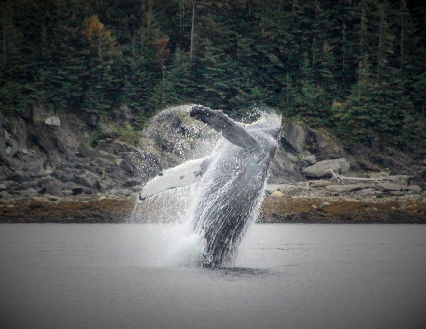Seeing the Awesome Humpback Whales of Alaska’s  Inside Passage