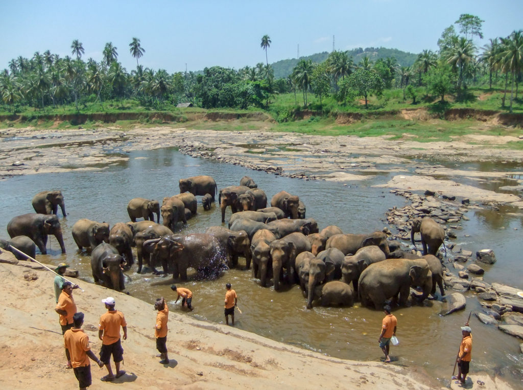 Pinnawala Elephant Sri Lanka