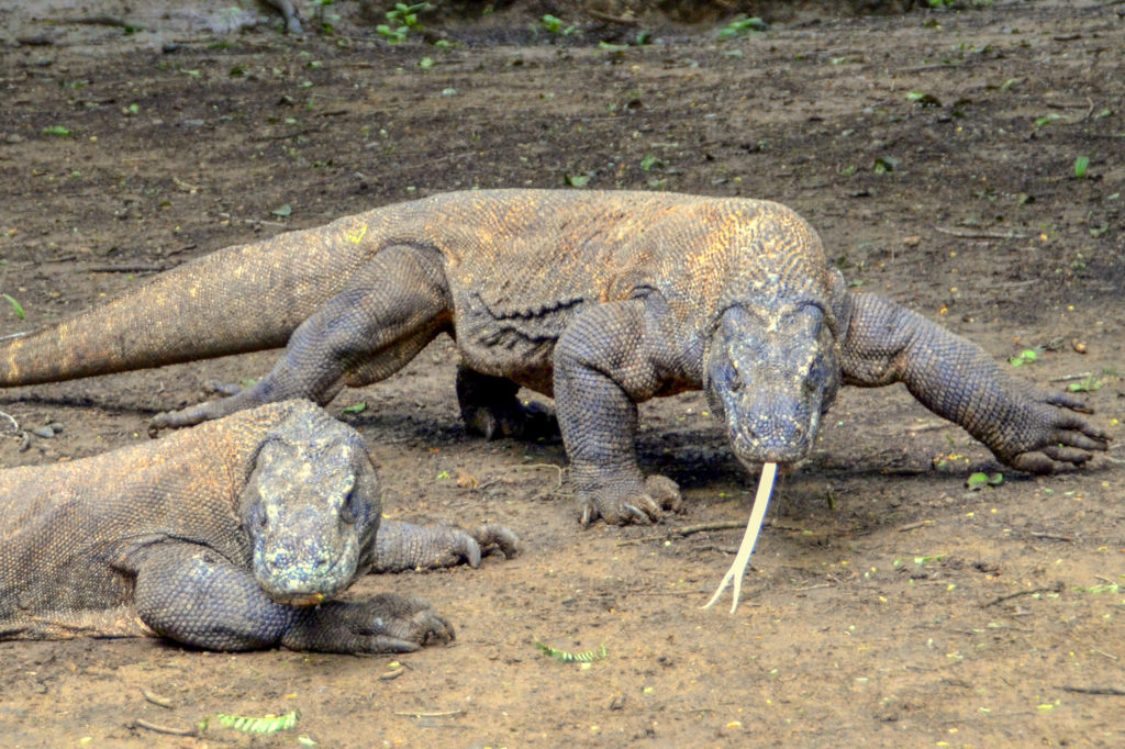 Komodo Dragons Indonesia