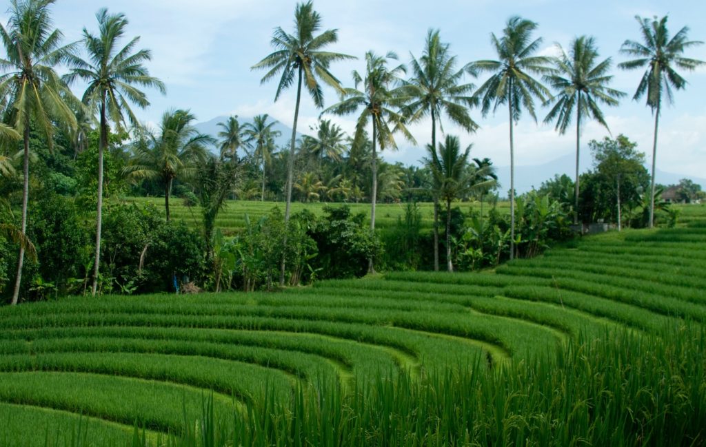 Bali Indonesia Rice Paddies