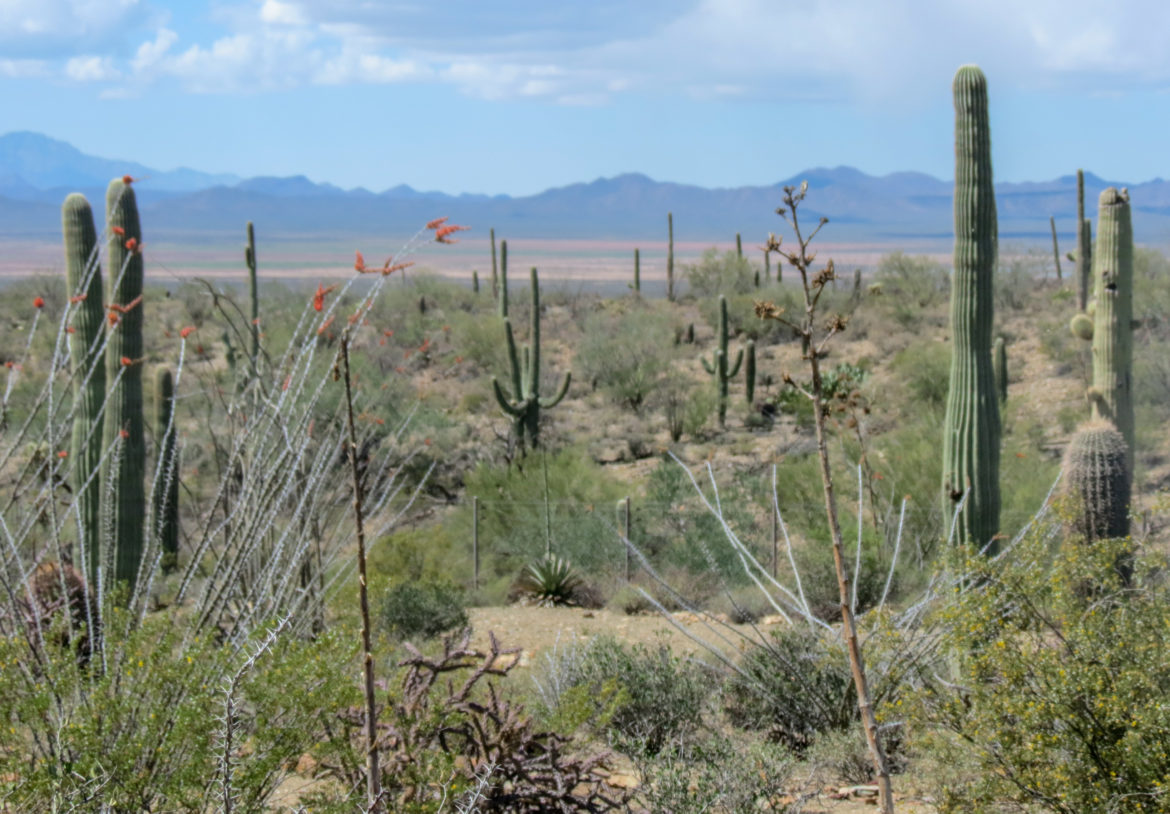 IMG_4163 Tucson Arizona desert