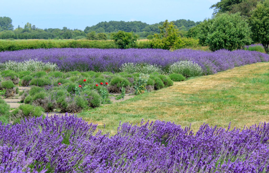 Lavender Field Sequim Washington