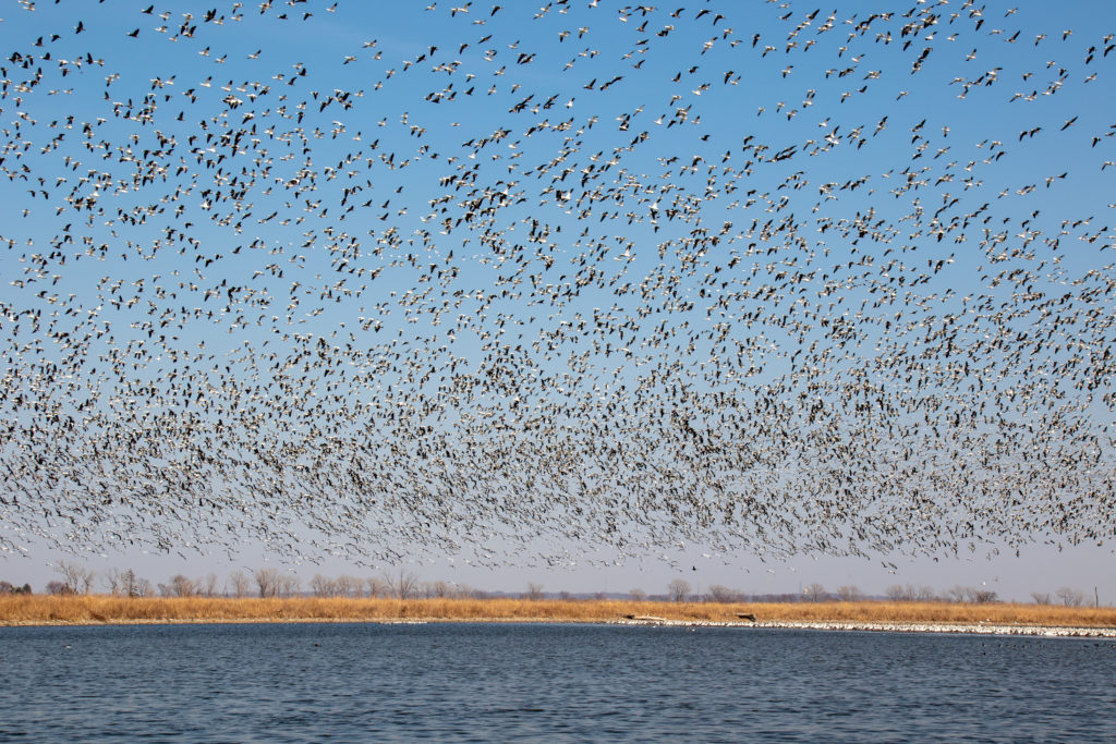 Snow Geese Migration