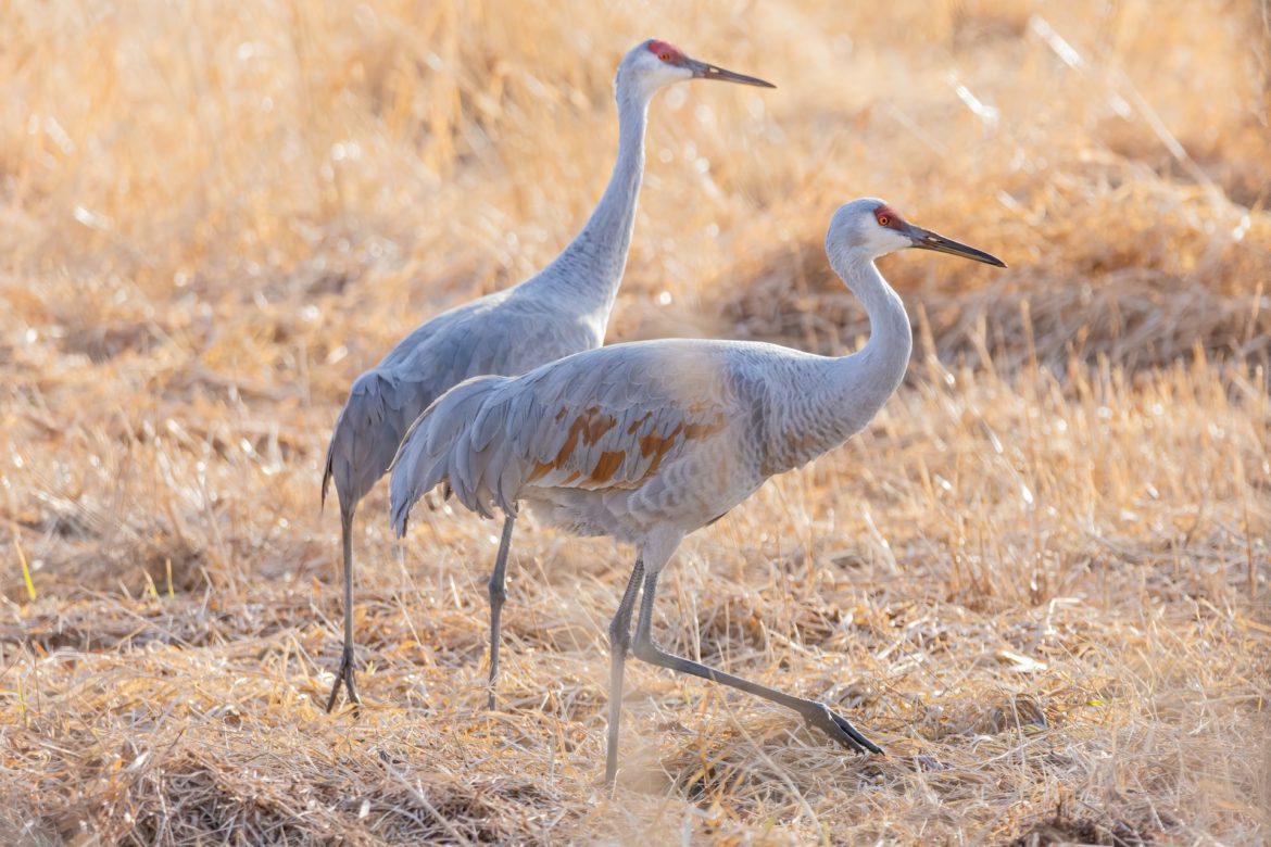 Sandhill Crane Migration Viewing near Kearney Nebraska