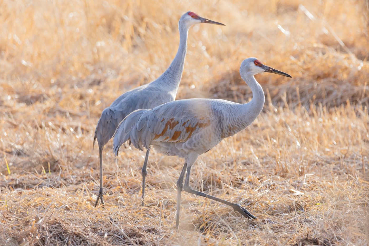 It's Spring and the Sandhill Cranes are Back: Prepare to be