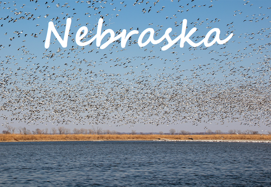 Nebraska Snow Geese Migration