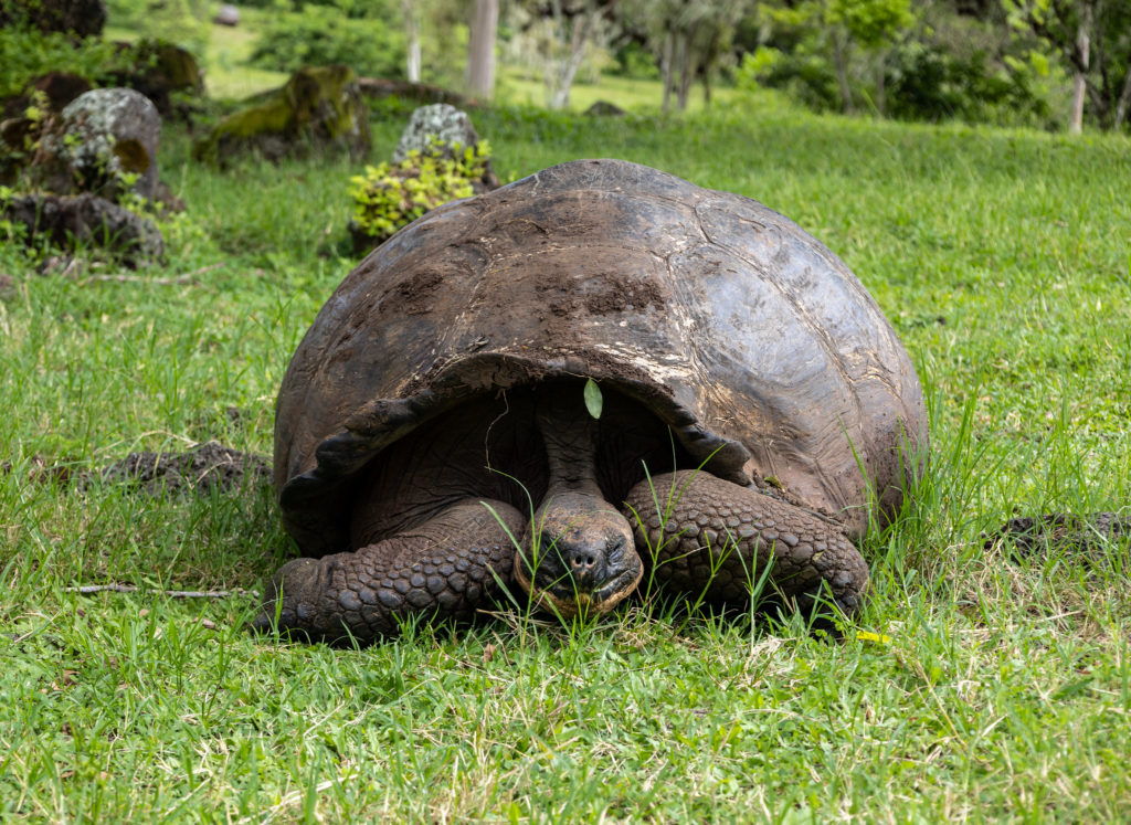 Galapagos Tortoise