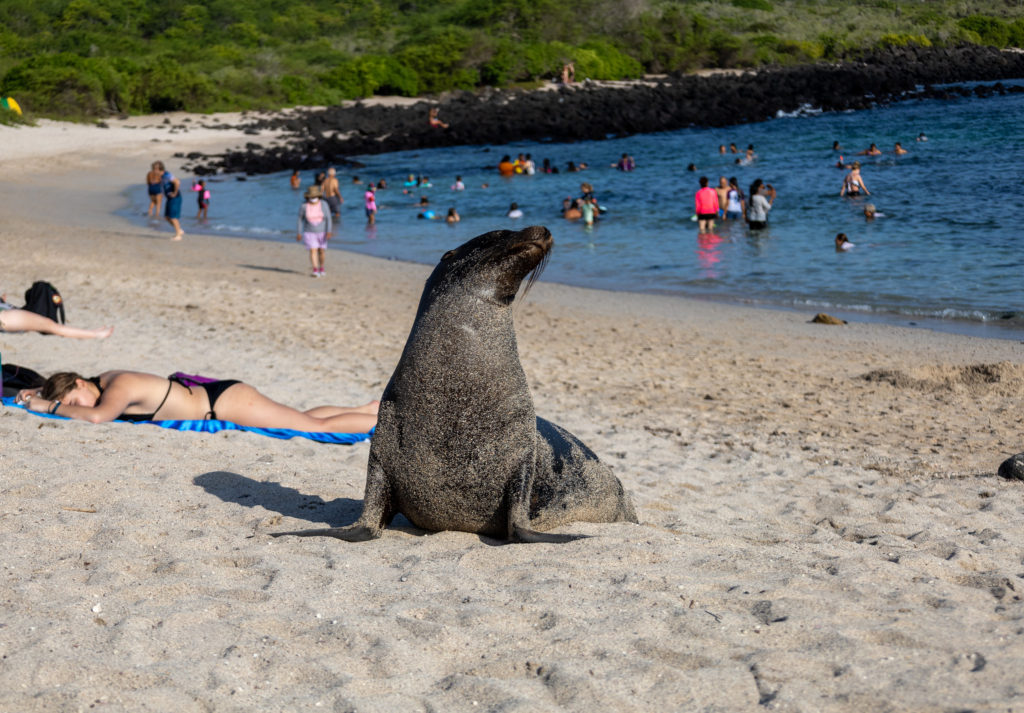 Galapagos Sea Lion