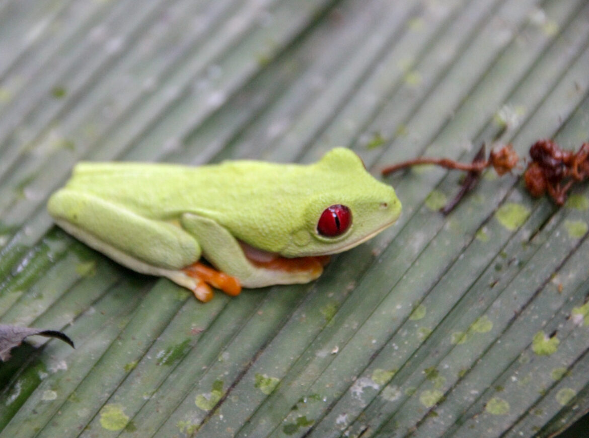 Red eyed Tree Frog Costa Rica