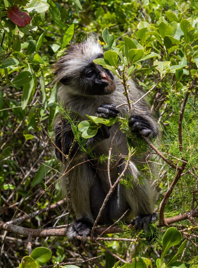 Red Colobus monkey Zanzibar