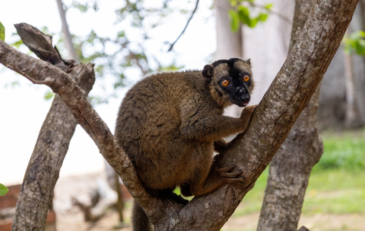 53342163966_186ecddb59_k Madagascar lemur