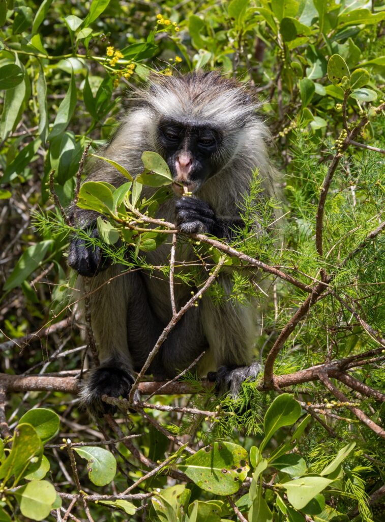 Red Colobus monkey Zanzibar