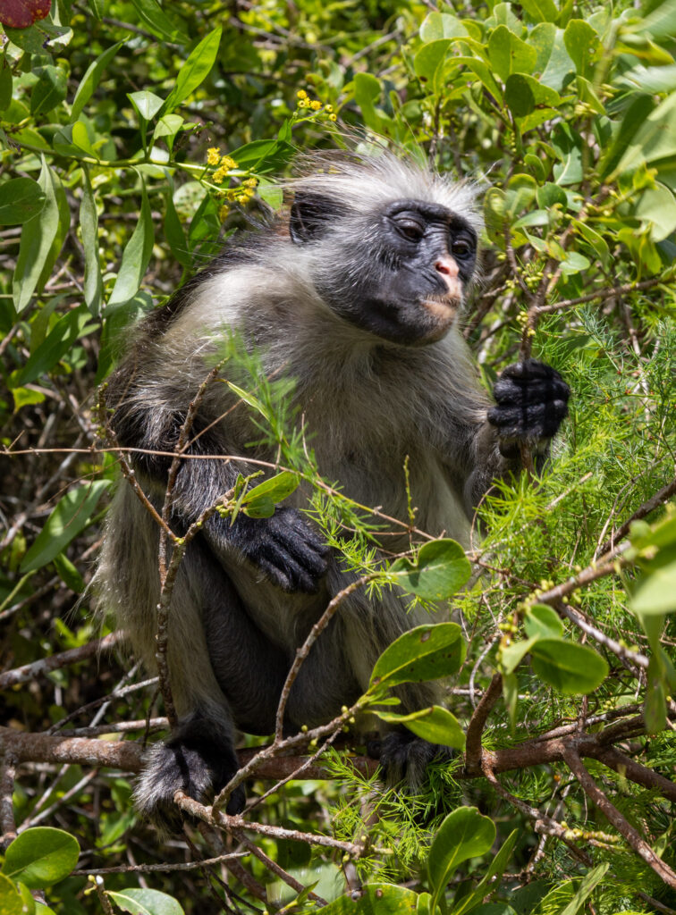 Red Colobus monkey Zanzibar