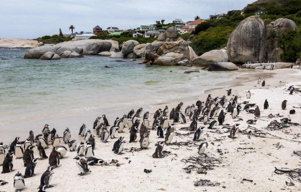 Boulders Penguin Colony South Africa
