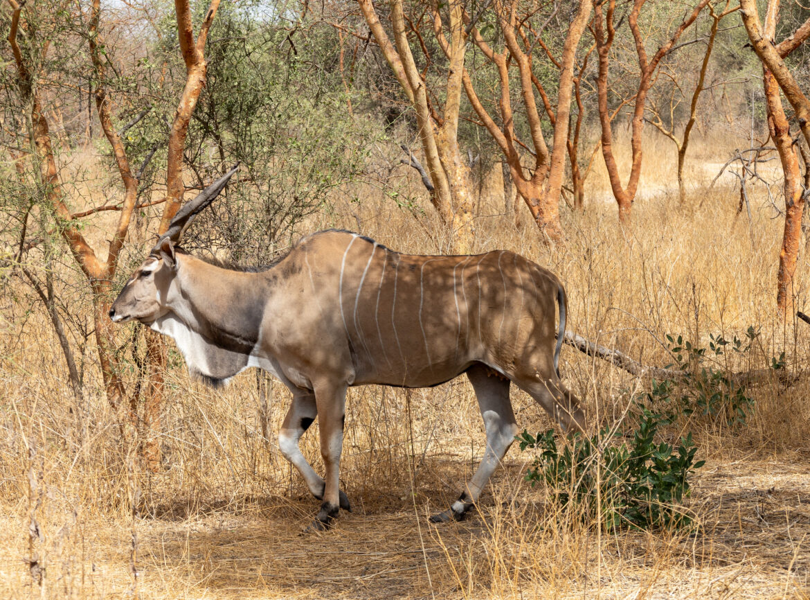 Senegalese Bandia Wildlife Safari - True Wind Healing Travel