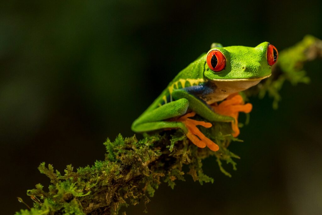 Red eyed Tree Frog Costa Rica