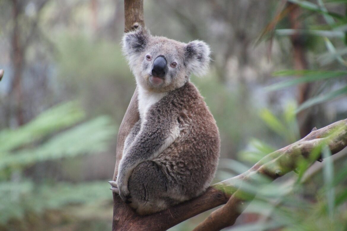 koala