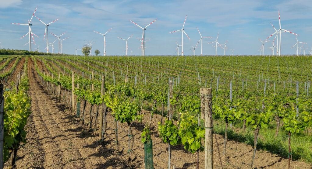 Gols Austria vineyards