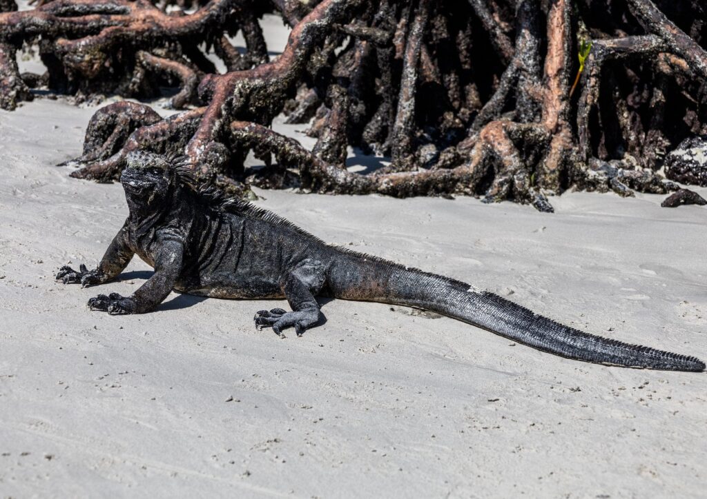 Marine Iguana Galapagos Islands