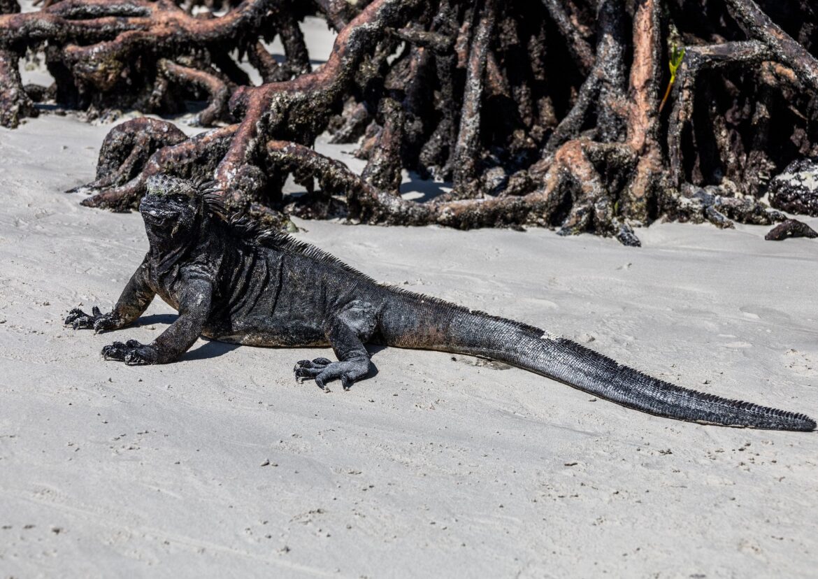 Marine Iguana Galapagos Islands