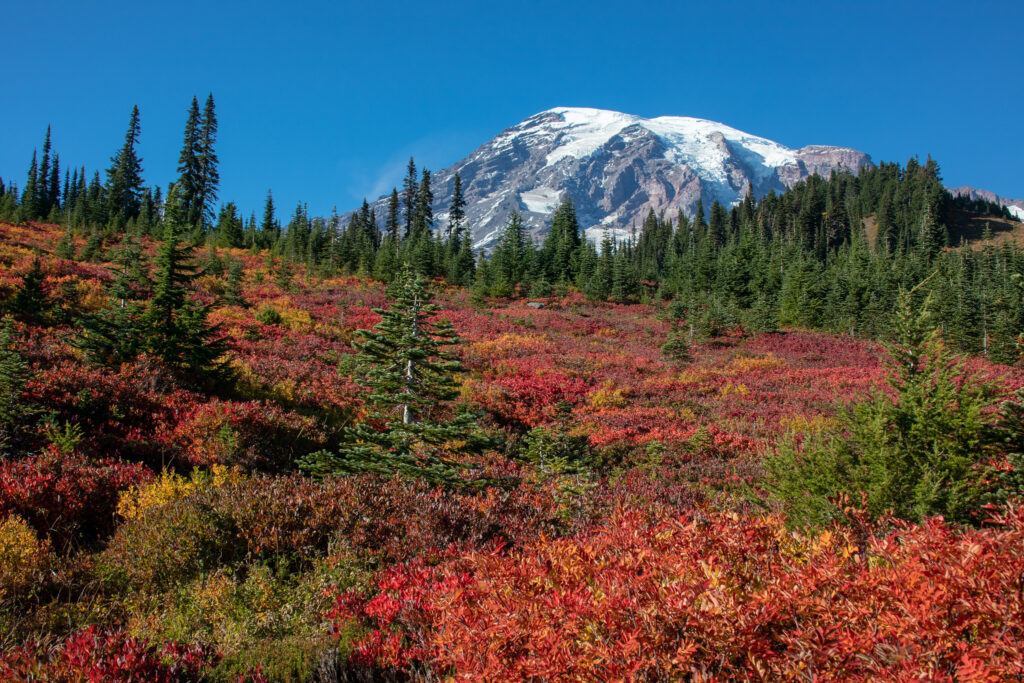 Mt Rainier autumn